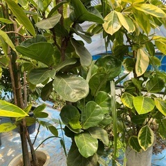 カシワバゴムの木　観葉植物