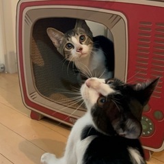 新しい家族が出来ました🍀初対面でもスリゴロ甘えん坊な兄弟