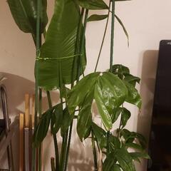 観賞植物 ２つの画像