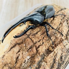 ヘラクレスオオカブト　ペア　血統あり