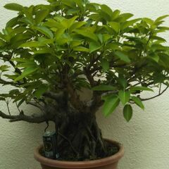 大型盆栽アコウ