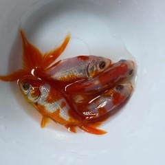 大特価❗️金魚・コメット　　1匹150円❗️1匹〜500匹大量注文可能♪生き餌や観賞用・太っていて状態良いの画像