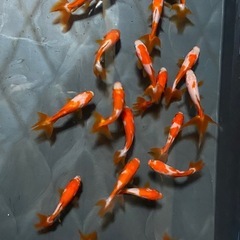 大特価❗️金魚・コメット　　1匹150円❗️1匹〜500匹大量注文可能♪生き餌や観賞用・太っていて状態良いの画像