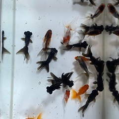 大特価❗️金魚・コメット　　1匹150円❗️1匹〜500匹大量注文可能♪生き餌や観賞用・太っていて状態良いの画像