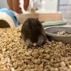 ハムスター1歳　ジャンガリアン（里親様あり）