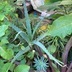 ランキングキーワードに紐づく投稿画像-多肉植物