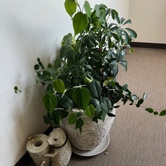 無料！0円！観葉植物寄せ植えと植木鉢まとめて！