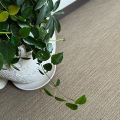 無料！0円！観葉植物寄せ植えと植木鉢まとめて！の画像