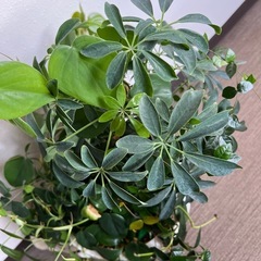 無料！0円！観葉植物寄せ植えと植木鉢まとめて！の画像