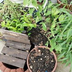 残土、 花、植木鉢