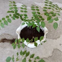 タラの木 2株