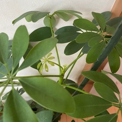 観葉植物2個　初心者でも簡単の画像