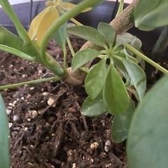 観葉植物2個　初心者でも簡単の画像