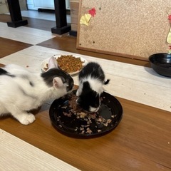 子猫「生後一ヶ月」