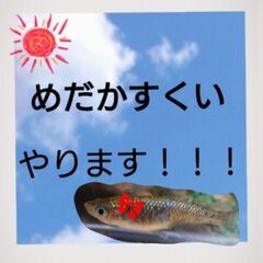 ☀️メダカすくい・ミナミヌマエビすくい・各種販売☀️