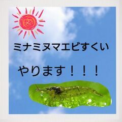 ☀️メダカすくい・ミナミヌマエビすくい・各種販売☀️の画像