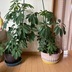ランキングキーワードに紐づく投稿画像-観葉植物