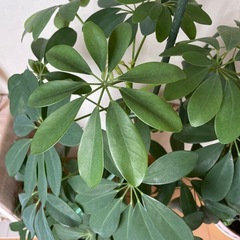 観葉植物2個　初心者でも簡単の画像
