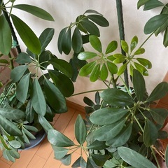 観葉植物2個　初心者でも簡単の画像