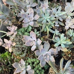多肉植物　セダム　ポリポット苗　③の画像