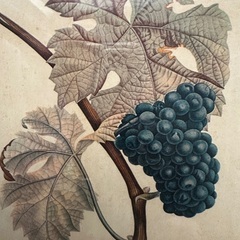 ボタニカルアート、🇫🇷 フランスの画像