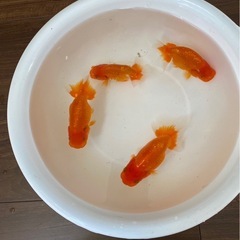 らんちゅう当歳の中古が安い！激安で譲ります・無料であげます