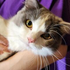 ハチワレ　ブサカワ　温厚　オス猫