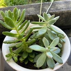 【まだまだあります！載せてる間はお問い合わせOKです！】多肉植物🪴