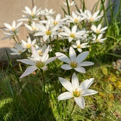 ハブランサス