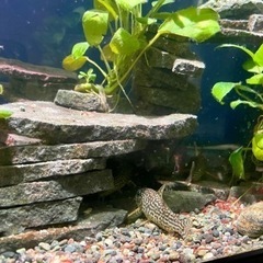 コリドラスステルバイをお譲りしますの画像