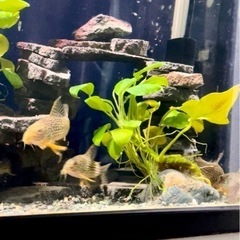 コリドラスステルバイをお譲りしますの画像