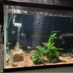 コリドラスステルバイをお譲りしますの画像