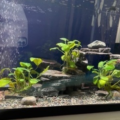 コリドラスステルバイをお譲りしますの画像