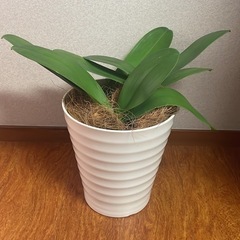 白色の胡蝶蘭🤍