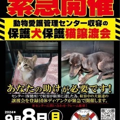 🆘保健所満杯！緊急保護犬猫譲渡会(byディ・アンク様)🆘