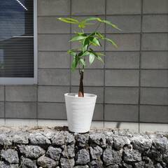 パキラ
