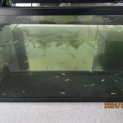 水槽とろ過機、メダカのセット