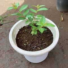 ガーデニング　植物　さるすべり　鉢つき