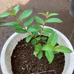 ガーデニング　植物　さるすべり　鉢つきの画像