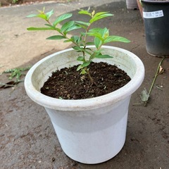 ガーデニング　植物　さるすべり　鉢つきの画像