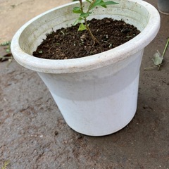 ガーデニング　植物　さるすべり　鉢つきの画像