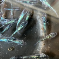 メダカ　鳳凰　7匹 おまけ有りの画像