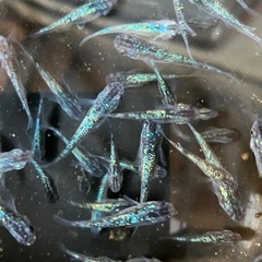 メダカ　鳳凰　7匹 おまけ有りの画像