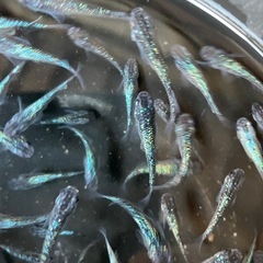 メダカ　鳳凰　7匹 おまけ有りの画像