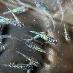 メダカ　鳳凰　7匹 おまけ有りの画像
