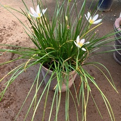 ガーデニング　植物　タマスダレ　鉢つき