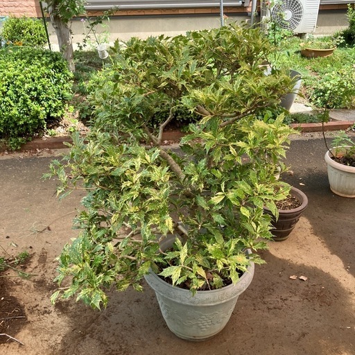 ガーデニング　植物　五色柊　鉢つき