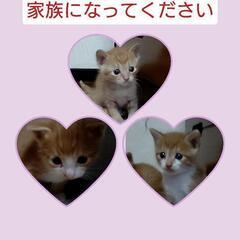🌸決まりました🌸家族になってください