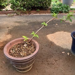 ガーデニング　植物　アジサイ(アナベル)　鉢つき