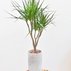 観葉植物　ドラセナコンシンネ